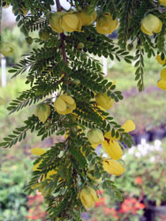 Cassia plant