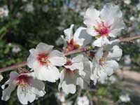 ALMOND TREE BLOSSOM