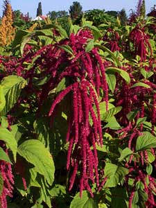 AMARANTH